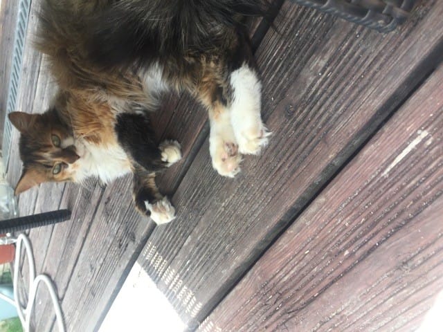 Anémie non définie chat , un peu d’espoir