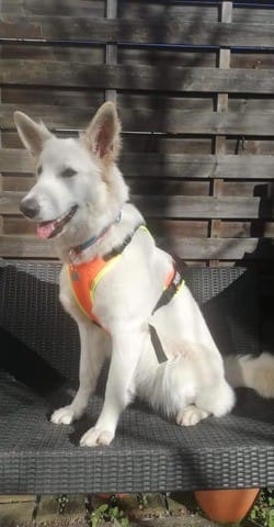 Harnais et prise de tête