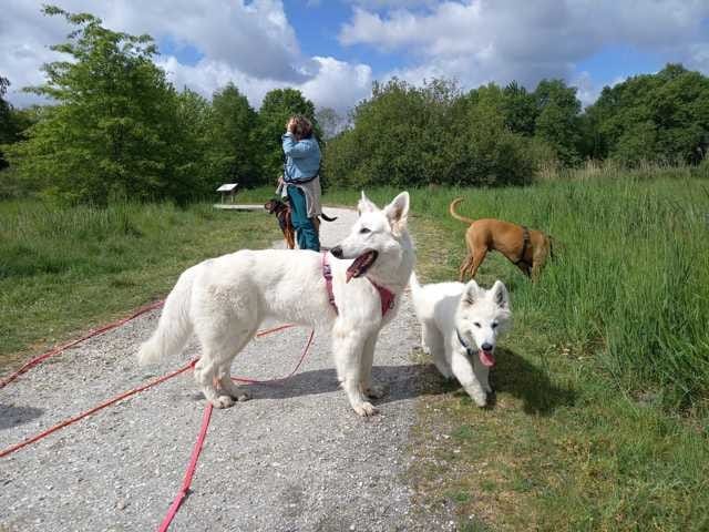 Fière de mes deux blancs , Delta et Sham.