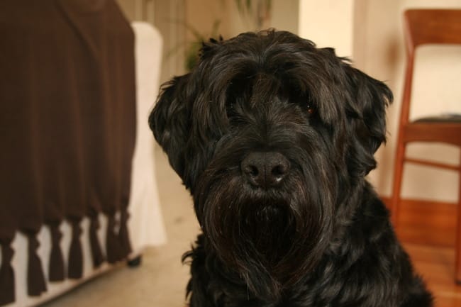 Recherche ame soeur pour mon chien schnauzer