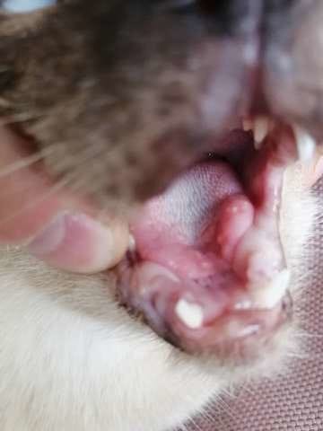 Chat siamois - "Aphtes??" sur la langue