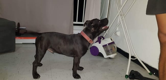 Vers quel âge je peut l’emmener courir ?? Onyx Staffordshire bull terrer