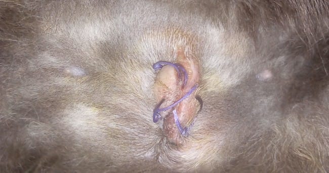 Urgent : possible infection suite à une stérilisation !