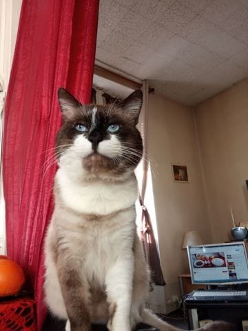 Quelle est la race de ce chat svp?