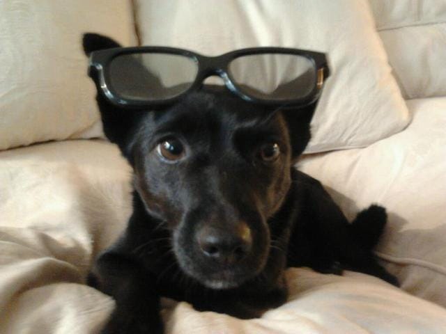 le schipperke.