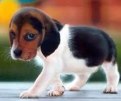 Les Beagle
