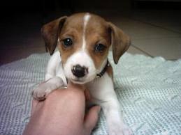 Le Jack Russel
