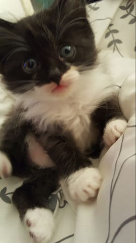 Bonsoir je voudrais savoir quel type de chat sont mes chats s'il vous plaît