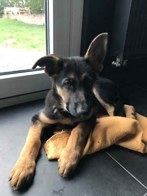 Dubbio sulle orecchie del pastore tedesco