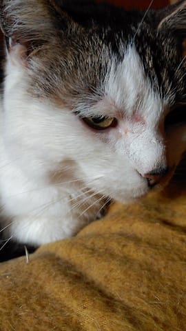 Plaie visage chat