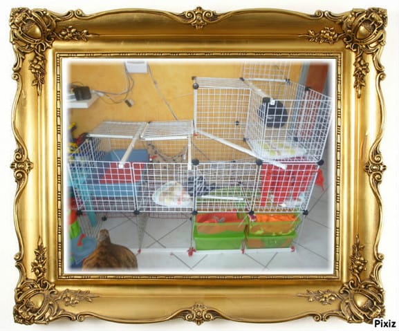 ma cavy cages