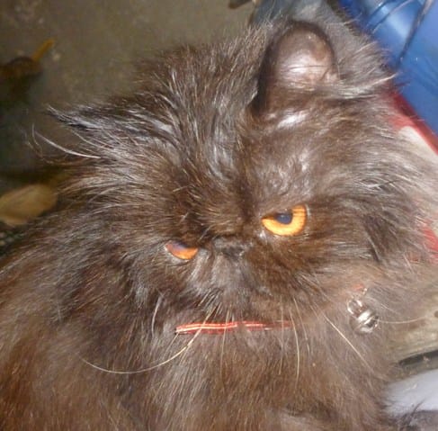 crise épilèptique ma minette reste en observation