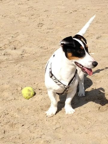 le gemissement de ma chienne je comprends pas