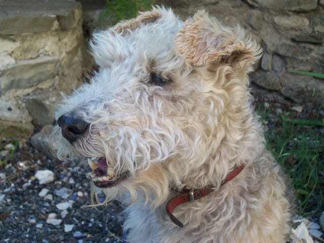 Que pensez-vous du fox terrier ?