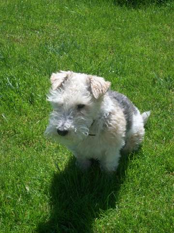 Quelle espérance de vie pour mon chien ?