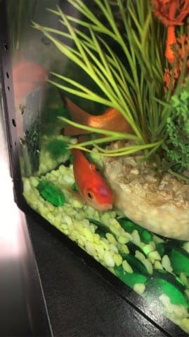 Mon poisson a une boule blanche sur la tête