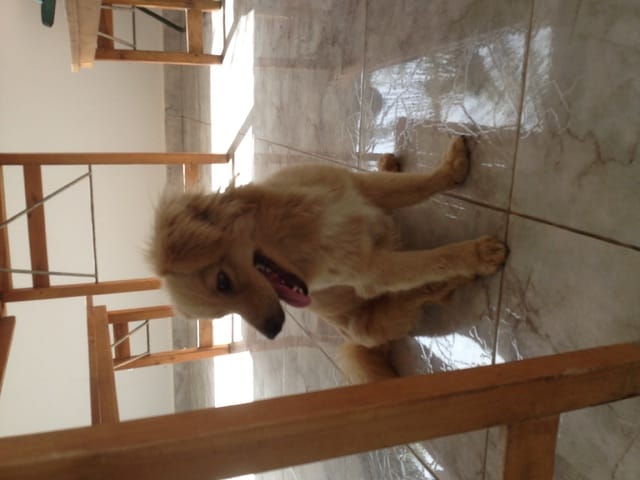 Quelle est la race de mon chien ???