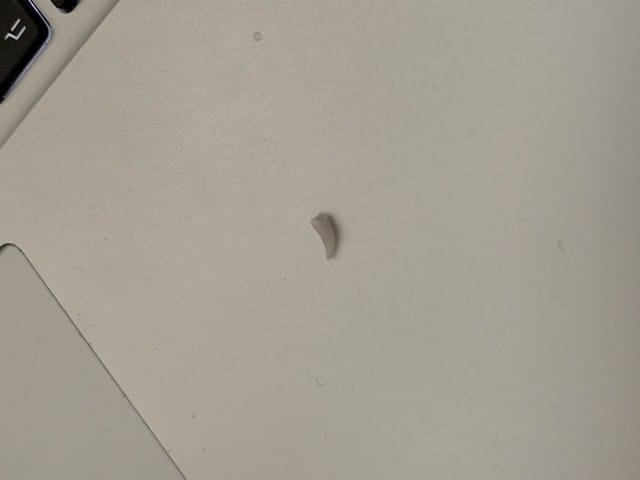 Perte d’une dent chez mon chat