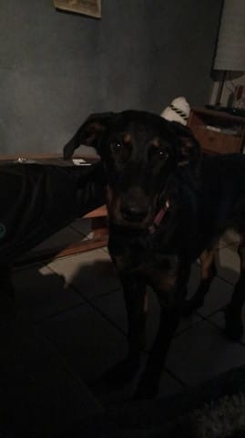 Beauceron 4mois et demi... 30kg