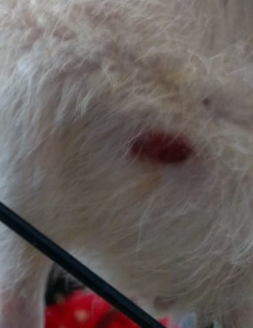 Plaie rouge sur la cuisse = "escarre" ?!