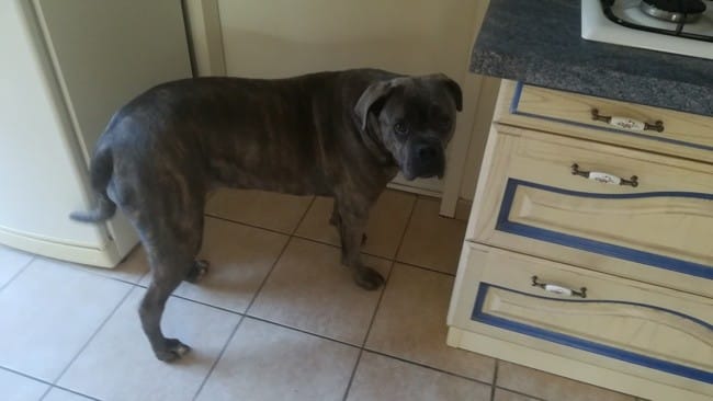 trop gros mon cané corso ?
