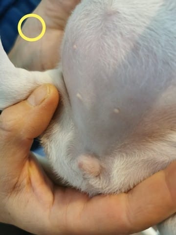 Déterminer le sexe de mes chiots