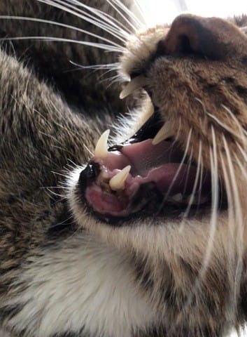 Problème gencive chat