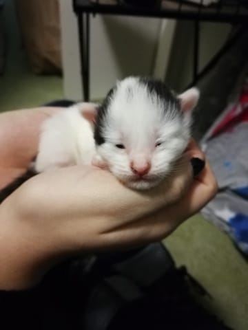 Mon chaton a les yeux à moitié ouvert