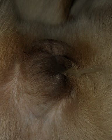 Lepka wydzielina ze sromu mojej suni