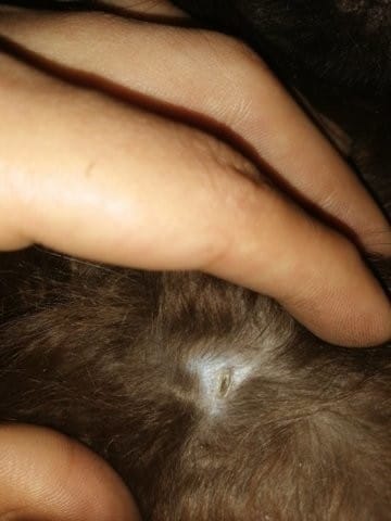 Sorte de boutons sur la peau de mon chat, est-ce grave ?