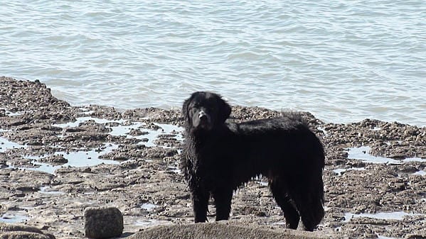 Vos animaux à la plage