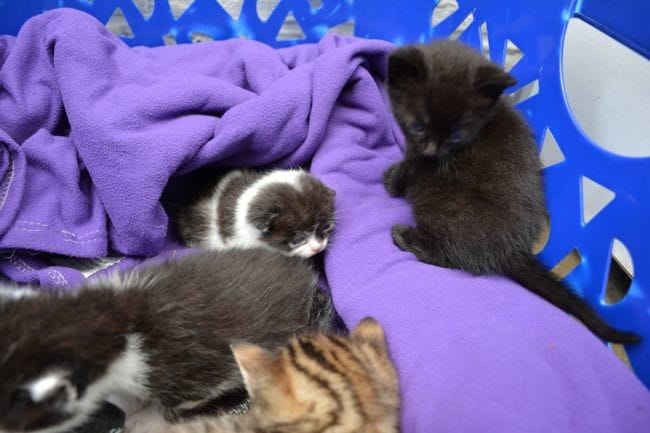 Chatons développement
