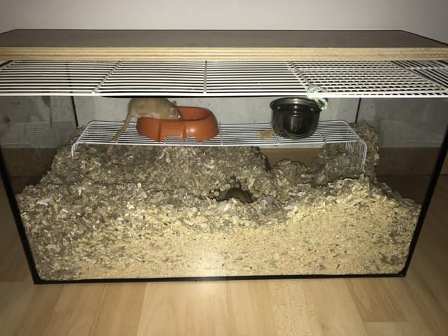vivariums validé ou pas