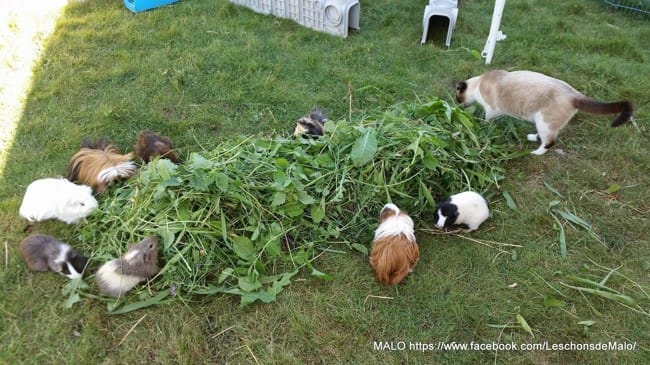 Petsitting Cochon d'indes 31 Toulouse