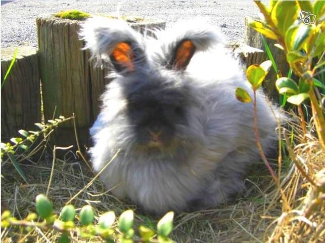 Connaissez vous l'angora anglais ?