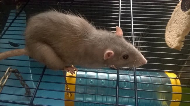 Faire reprendre du poid a un  rat 