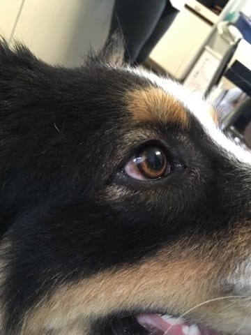 Beunruhigender brauner Fleck im Auge meines Hundes