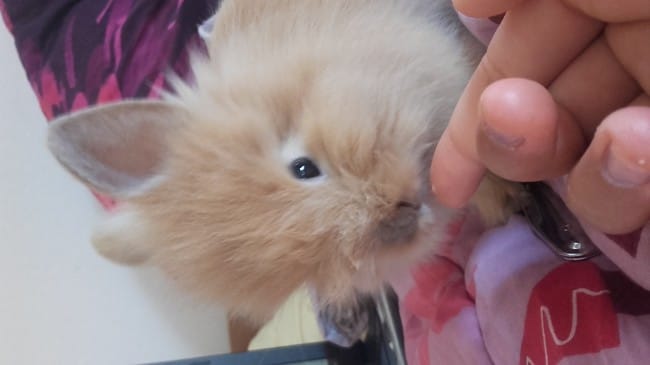 Je veux adopter un deuxieme lapin mais il y a un probleme :(
