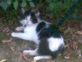 De quelle race est mon chat ?