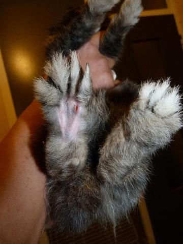 soucis à la patte de mon lapin
