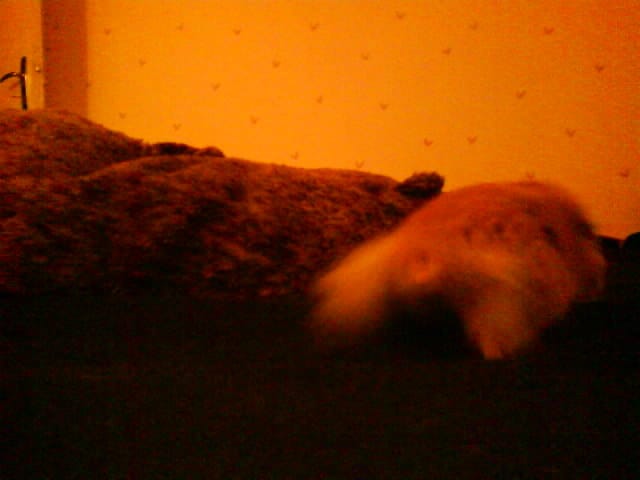 Peut-on couper les poils d'un hamster ?