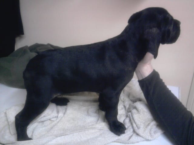 4 jolis cane corso recherchent famille