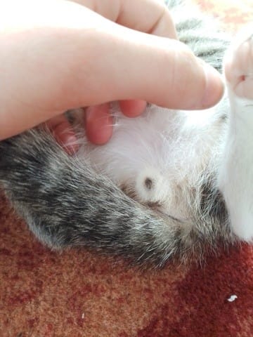Chat male ou femelle ??