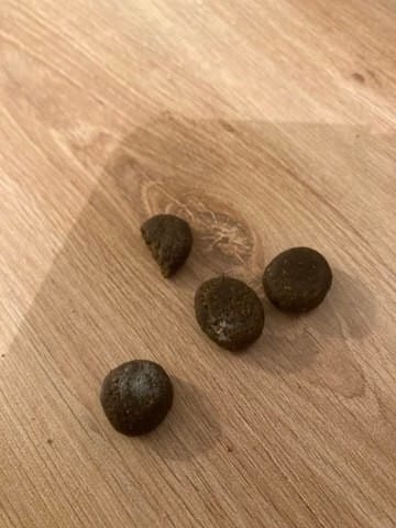 Moisissure dans les croquettes ?