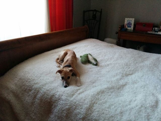 Comment apprendre à mon chiot de ne pas me mordiller ?