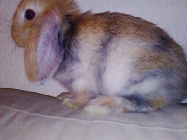 Nouveau petit 'pinou, questions education.