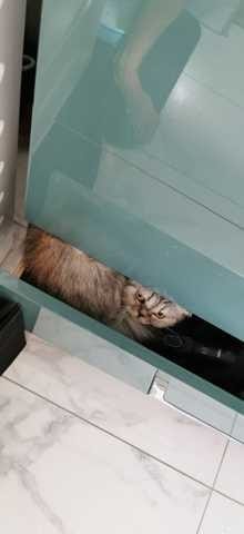 Silver Tabby avec du roux ?