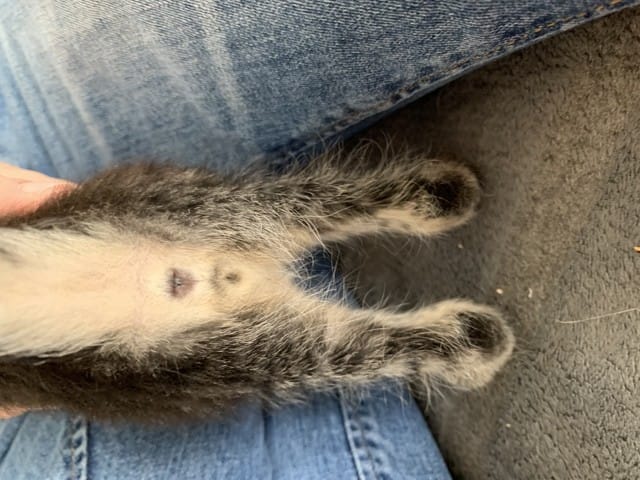 Reconnaître sexe chaton