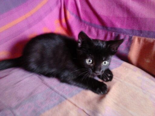 Le Coryza pour un chaton