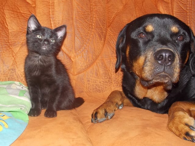 Ma chienne de 2 ans et jalouse de mon chaton de 2 mois 1/2